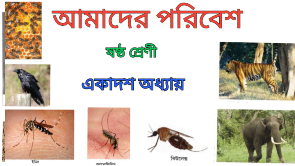 WB Class 6 Amader Poribesh Chapter 11